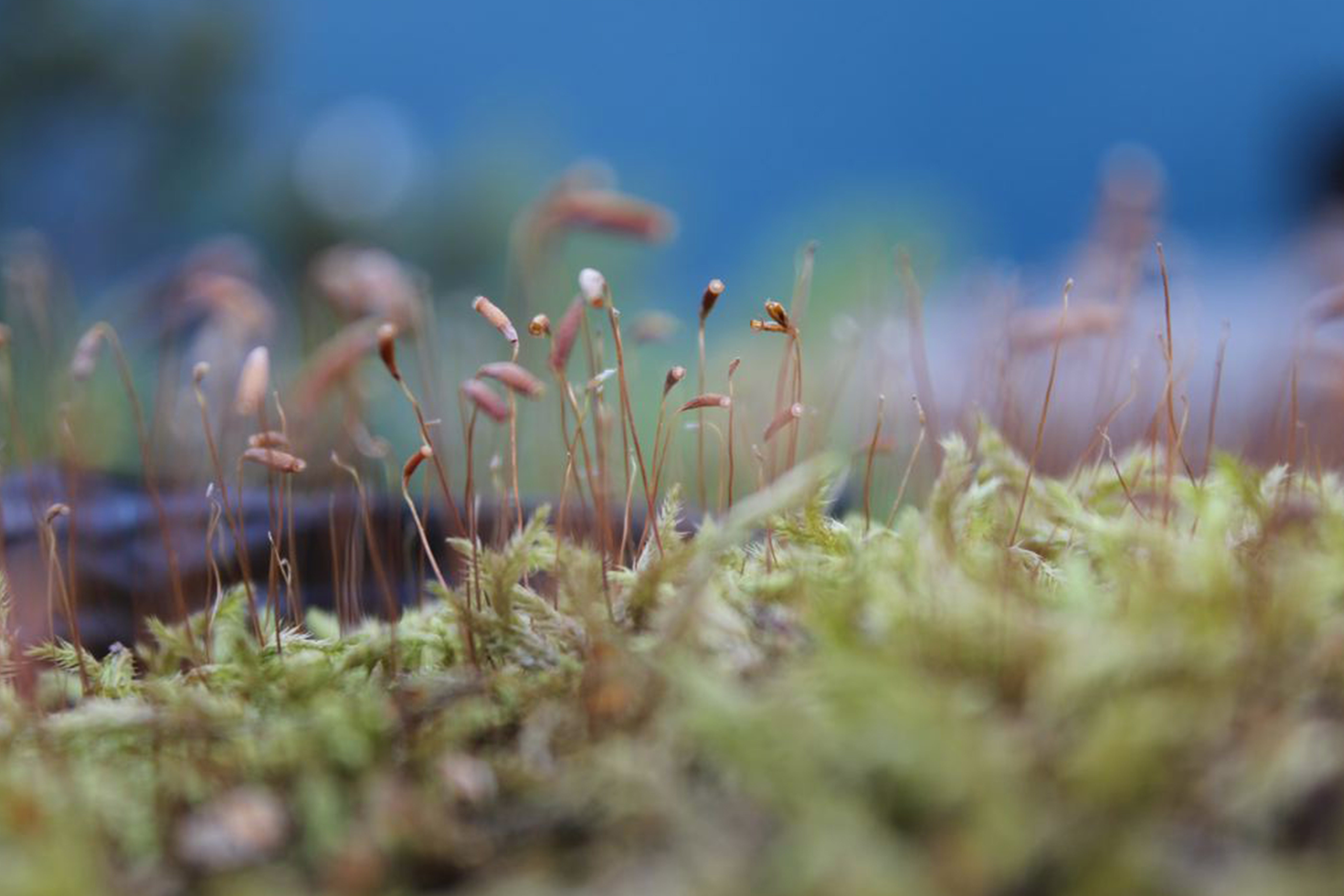 Familein- und Sozialberatung